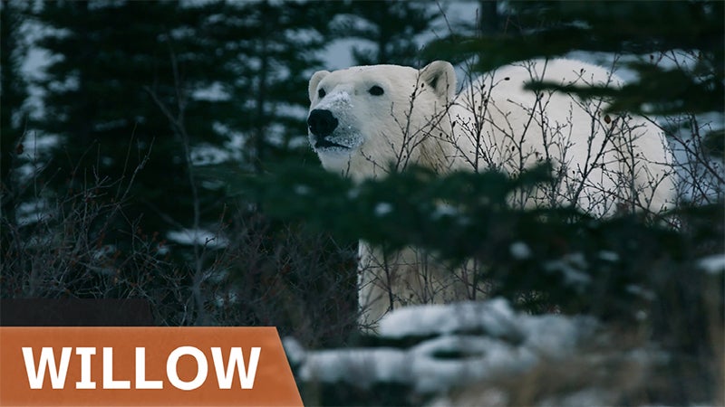 image of polar bear and Willow playlist headline